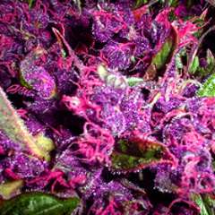 Purple Flowers (instrumental) Prod. By Gallardo Guttah