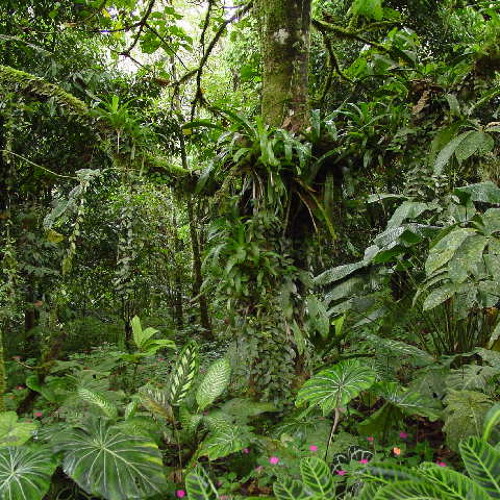 Lamento En La Selva (El Remolón Remix)
