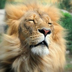 God Wants to See You Rise Like the Sun