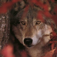 WOLFSPFAD Psychedelic  rock  raji