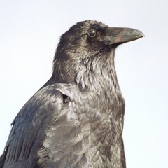 Aku Burung Gagak (Hahaha!)