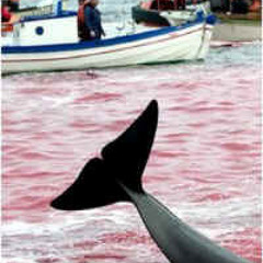 The horny whales of lunar sea