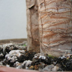 Bonzai - Last Of The Summer Twang [November 2011 Dub Glitch Memory]