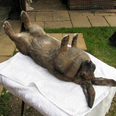 The Myxomatosis List