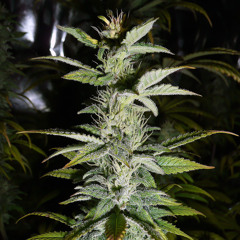 Ted-E - K2 Riddim (Clip) (Forthcoming ProspektRecords)