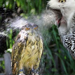 The ironic electronic dance-reggae-song