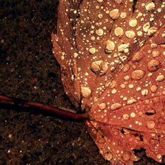 Autumn Leaf (untraditional)