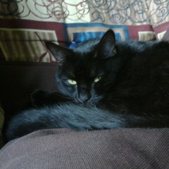 Apathy on the G String