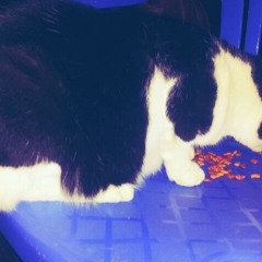 Wise man By Slightly Stoopid at Flour Bluff