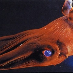 Vampyroteuthis Infernalis