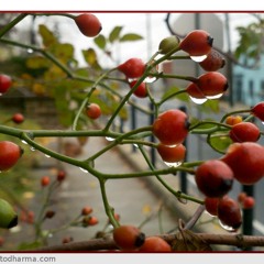 Novembro