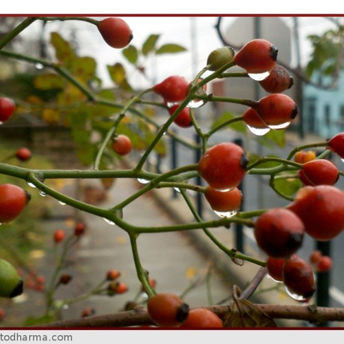 Novembro