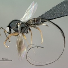 SIERRA: Insects in Amber, 3: Figwasps (clip)