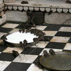 Les rats