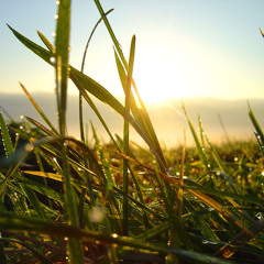 The Minimal Life - Morgentau (Original Mix) FREE DOWNLOAD