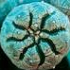 track 007 of 014 Flora Dela Desierta (For my Mom) 118 bpm-sample-Full length version avail now on CD