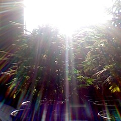 track 008 of 014-A Peaceful Place with Hobbes 96 bpm-Full length CD LP version