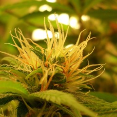 Requiem for a dream by B-Monkey