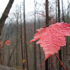 ادعوك -- مشاري العفاسي