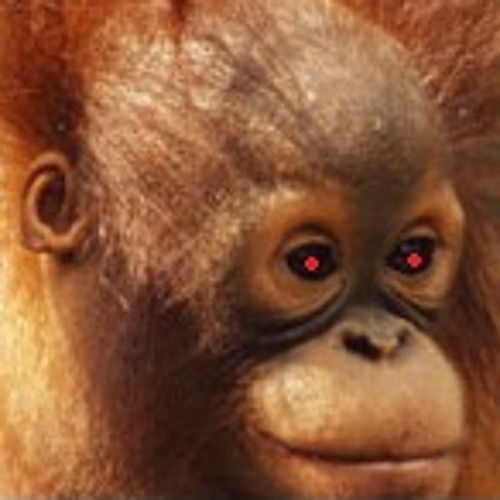 Circle - Orangutang. Preview
