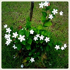 Soothing Music with natural sound ดนตรีบำบัด จากธรรมชาติ