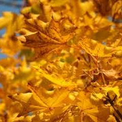 035- GoldenLeaves  V046j5)Etrim) WIPBNC