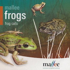 09 Mallee Spadefoot Toad