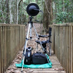 Schneider Disk test- Kookaburras/Dawn Chorus