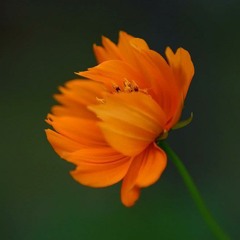 ععا