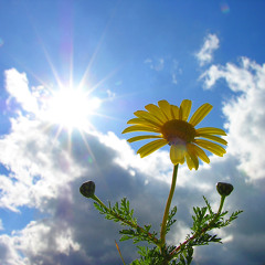 North Sunset-Morning Flower(Original Mix)
