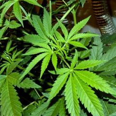 Roxmaker - Every Day (Original Mix) BUY NOW ON BEATPORT!