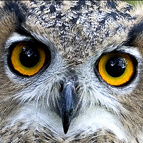 Owl Octave