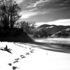 Silver Shining Winter PREMIX