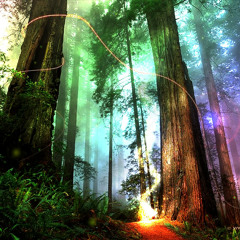 Dark Wizard Sander - The Magic Forest!