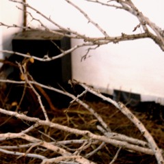 Forest in a Forest (Excerpt)