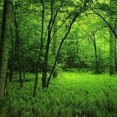 Locus Amoenus - Herman Haller (mchabla) & Andy VidaRima