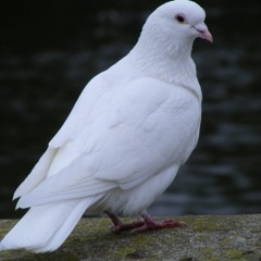 Dirty Vegas - Little White Doves (Tenderlions Remix)