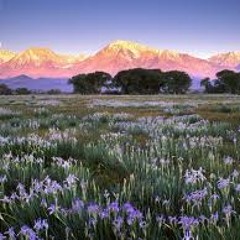 1. Pinks Greens and Whites