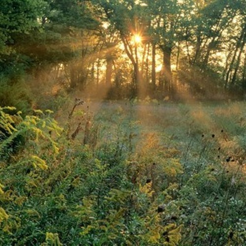 Carter Burwell - A Nova Vida