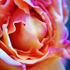 -Flower