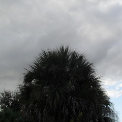 Raindance (Instrumental)