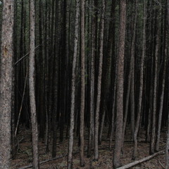 Vėjopatis - Giluma