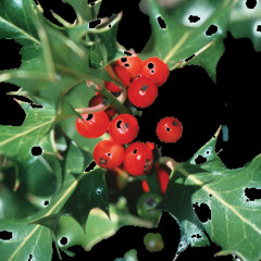 The Prickle Holly Bush