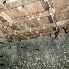 External sound special editing desember by rizal Swiflet smd