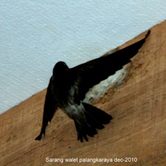 Eagle External Sound by Rizal swiflet smd