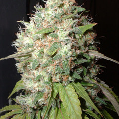 When I Was A Yout ft drasticks&venoms