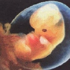 New born (muse remix)