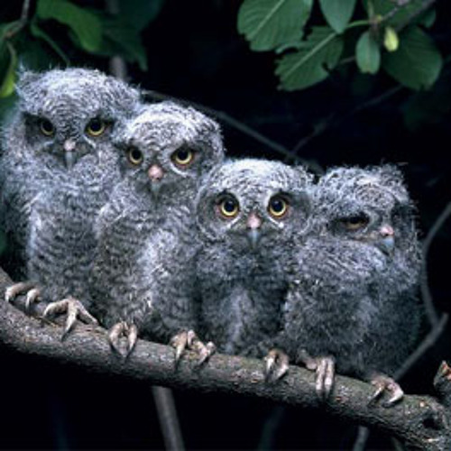 Stream juninho | Listen to the 4 Owls playlist online for free on SoundCloud