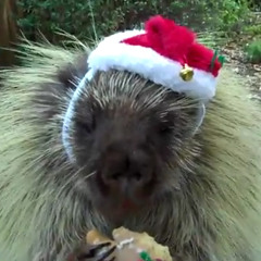 I Believe In Father Christmas (Cover)