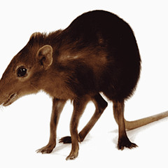 Impersonating A Shrew